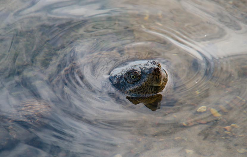 Species Spotlight Snapping Turtles Three Rivers Park
